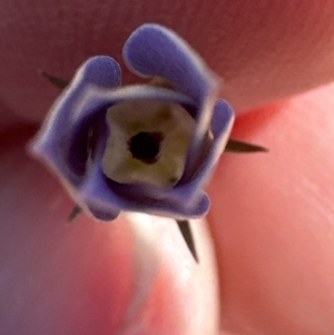 Wahlenbergia capillaris at Franklin, ACT - 25 Oct 2023 12:01 PM