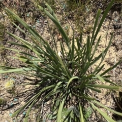 Lomandra multiflora (Many-flowered Matrush) at Budjan Galindji (Franklin Grassland) Reserve - 25 Oct 2023 by lbradley