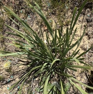 Lomandra multiflora at Franklin, ACT - 25 Oct 2023 12:02 PM