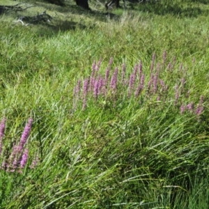 Lythrum salicaria at Yaouk, NSW - suppressed