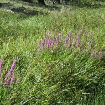 Lythrum salicaria (Purple Loosestrife) at Yaouk, NSW - 22 Jan 2017 by JARS