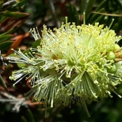 Callistemon sieberi (River Bottlebrush) at Yaouk, NSW - 28 Dec 2022 by JARS