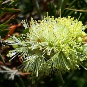 Callistemon sieberi at Yaouk, NSW - suppressed