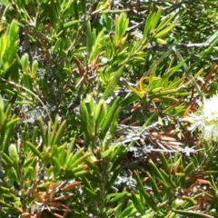 Callistemon sieberi at Yaouk, NSW - 28 Dec 2022