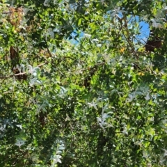 Eucalyptus crenulata at Hackett, ACT - 25 Oct 2023