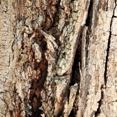 Eucalyptus crenulata at Hackett, ACT - 25 Oct 2023