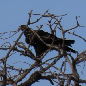 Aquila audax at The Brothers, NSW - 7 Mar 2021