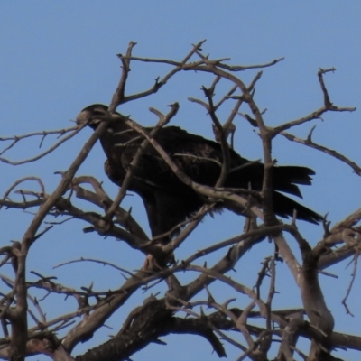Aquila audax (Wedge-tailed Eagle) at The Brothers, NSW - 7 Mar 2021 by AndyRoo