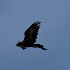 Aquila audax at The Brothers, NSW - 7 Mar 2021