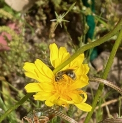 Lasioglossum (Chilalictus) sp. (genus & subgenus) (Halictid bee) at Aranda, ACT - 23 Oct 2023 by NickiTaws