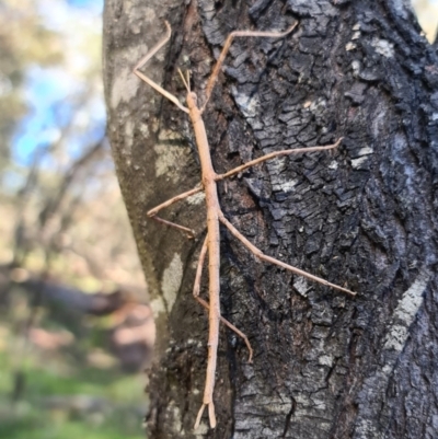 Ctenomorpha marginipennis (Margin-winged stick insect) at Captains Flat, NSW - 17 Oct 2021 by Csteele4