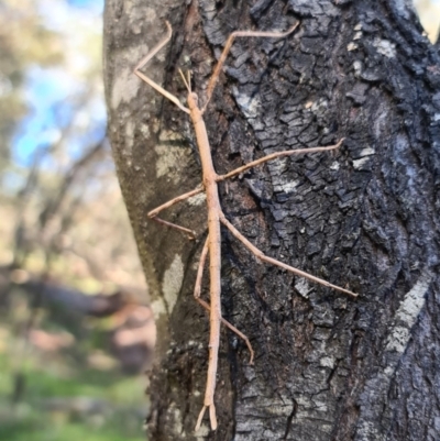 Ctenomorpha marginipennis (Margin-winged stick insect) at QPRC LGA - 17 Oct 2021 by Csteele4