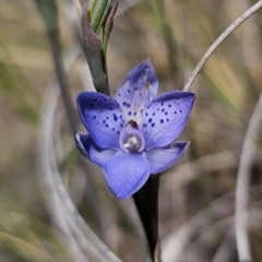 Thelymitra juncifolia (Dotted Sun Orchid) at Captains Flat, NSW - 24 Oct 2023 by Csteele4