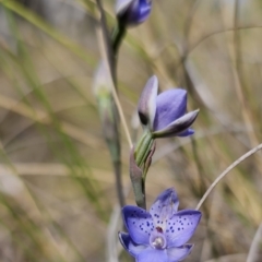 Thelymitra juncifolia at Captains Flat, NSW - 24 Oct 2023