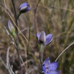 Thelymitra juncifolia at Captains Flat, NSW - 24 Oct 2023