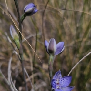 Thelymitra juncifolia at Captains Flat, NSW - suppressed