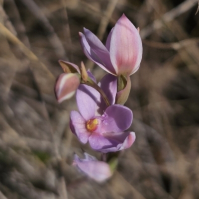 Thelymitra ixioides (Dotted Sun Orchid) at Captains Flat, NSW - 24 Oct 2023 by Csteele4