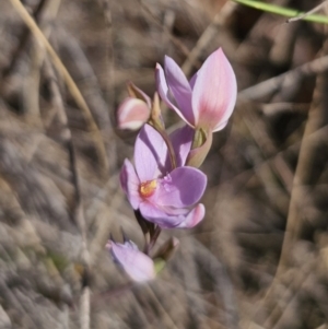 Thelymitra ixioides at Captains Flat, NSW - suppressed