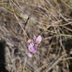 Thelymitra ixioides at Captains Flat, NSW - suppressed