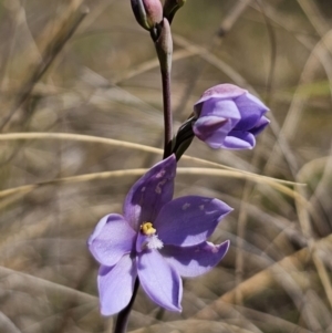 Thelymitra ixioides at QPRC LGA - 24 Oct 2023