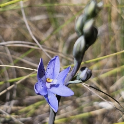 Thelymitra ixioides (Dotted Sun Orchid) at Captains Flat, NSW - 24 Oct 2023 by Csteele4