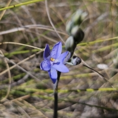 Thelymitra ixioides at Captains Flat, NSW - suppressed