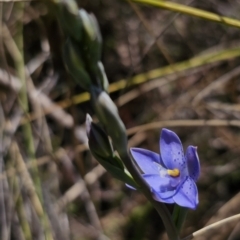 Thelymitra ixioides at Captains Flat, NSW - suppressed