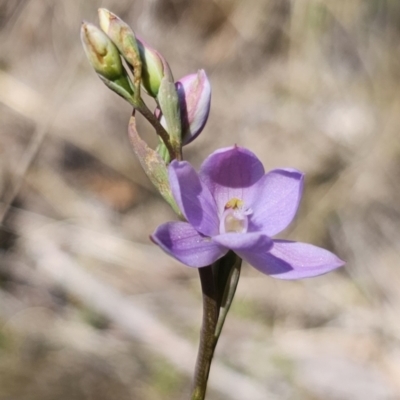 Thelymitra ixioides (Dotted Sun Orchid) at Captains Flat, NSW - 24 Oct 2023 by Csteele4