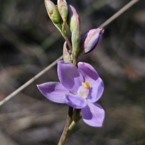 Thelymitra ixioides at QPRC LGA - suppressed