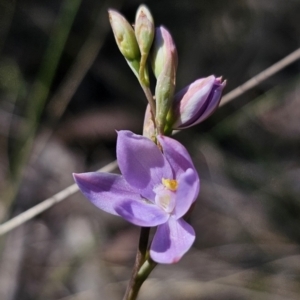 Thelymitra ixioides at QPRC LGA - suppressed