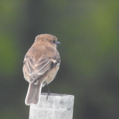 Melanodryas vittata (Dusky Robin) at King Island - 25 Oct 2023 by HelenCross