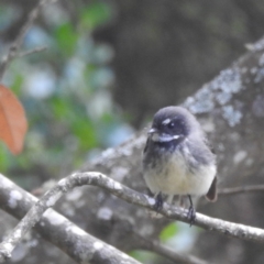 Rhipidura albiscapa (Grey Fantail) at Grassy, TAS - 25 Oct 2023 by HelenCross