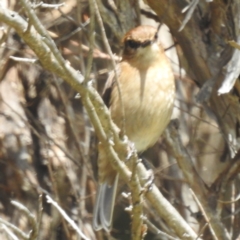 Melanodryas vittata (Dusky Robin) at Grassy, TAS - 25 Oct 2023 by HelenCross