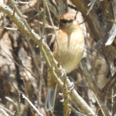 Melanodryas vittata (Dusky Robin) at King Island - 25 Oct 2023 by HelenCross