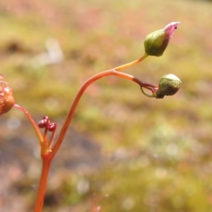 Drosera auriculata at Grassy, TAS - 25 Oct 2023 11:50 AM