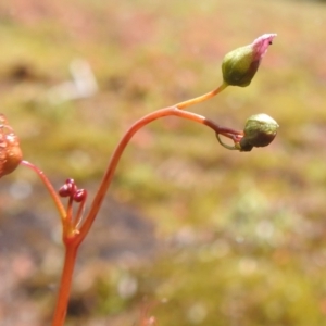 Drosera auriculata at Grassy, TAS - 25 Oct 2023 11:50 AM