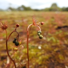 Drosera auriculata at Grassy, TAS - 25 Oct 2023 11:50 AM