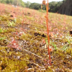 Drosera auriculata at Grassy, TAS - 25 Oct 2023 11:50 AM