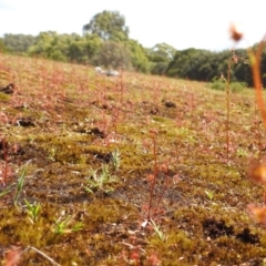 Drosera auriculata at Grassy, TAS - 25 Oct 2023 11:50 AM