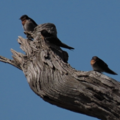 Hirundo neoxena (Welcome Swallow) at Bobundara, NSW - 7 Mar 2021 by AndyRoo