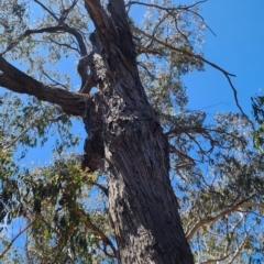 Eucalyptus macrorhyncha subsp. macrorhyncha at Canberra Central, ACT - 25 Oct 2023