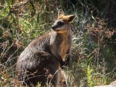 Wallabia bicolor (Swamp Wallaby) at Tuggeranong, ACT - 22 Oct 2023 by JuliaR