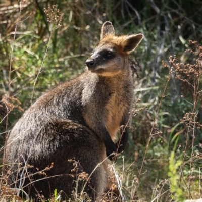 Wallabia bicolor (Swamp Wallaby) at Tuggeranong, ACT - 23 Oct 2023 by JuliaR