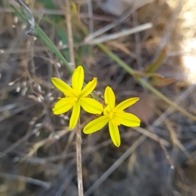 Tricoryne elatior (Yellow Rush Lily) at Gungahlin, ACT - 24 Oct 2023 by WalkYonder