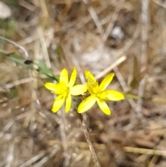 Tricoryne elatior at Gungahlin, ACT - 24 Oct 2023