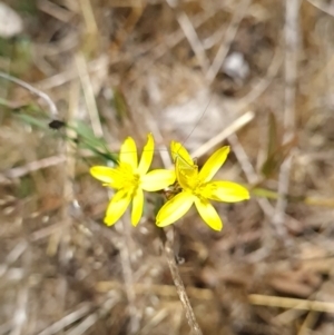 Tricoryne elatior at Gungahlin, ACT - 24 Oct 2023