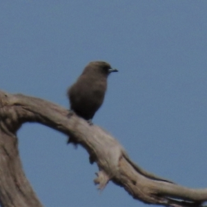 Artamus cyanopterus at Bobundara, NSW - 7 Mar 2021 11:10 AM