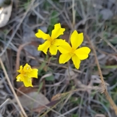 Goodenia pinnatifida (Scrambled Eggs) at Goorooyarroo NR (ACT) - 24 Oct 2023 by WalkYonder