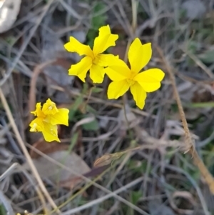 Goodenia pinnatifida at Gungahlin, ACT - 24 Oct 2023 01:08 PM