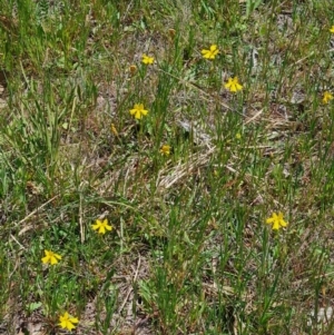 Goodenia pinnatifida at Gungahlin, ACT - 24 Oct 2023 01:08 PM